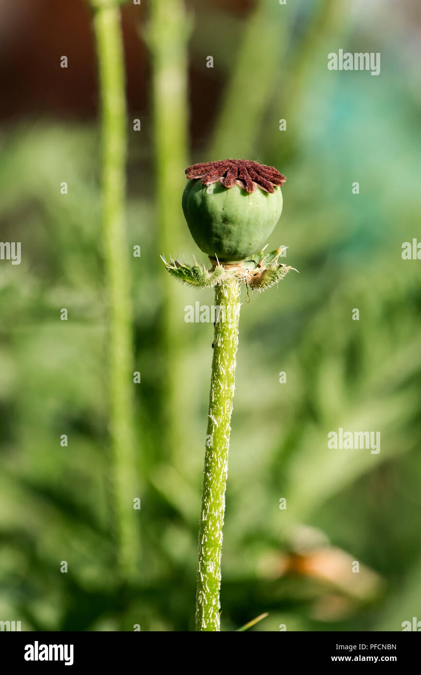 Verde di capsule di semi di papavero decorativi Foto Stock