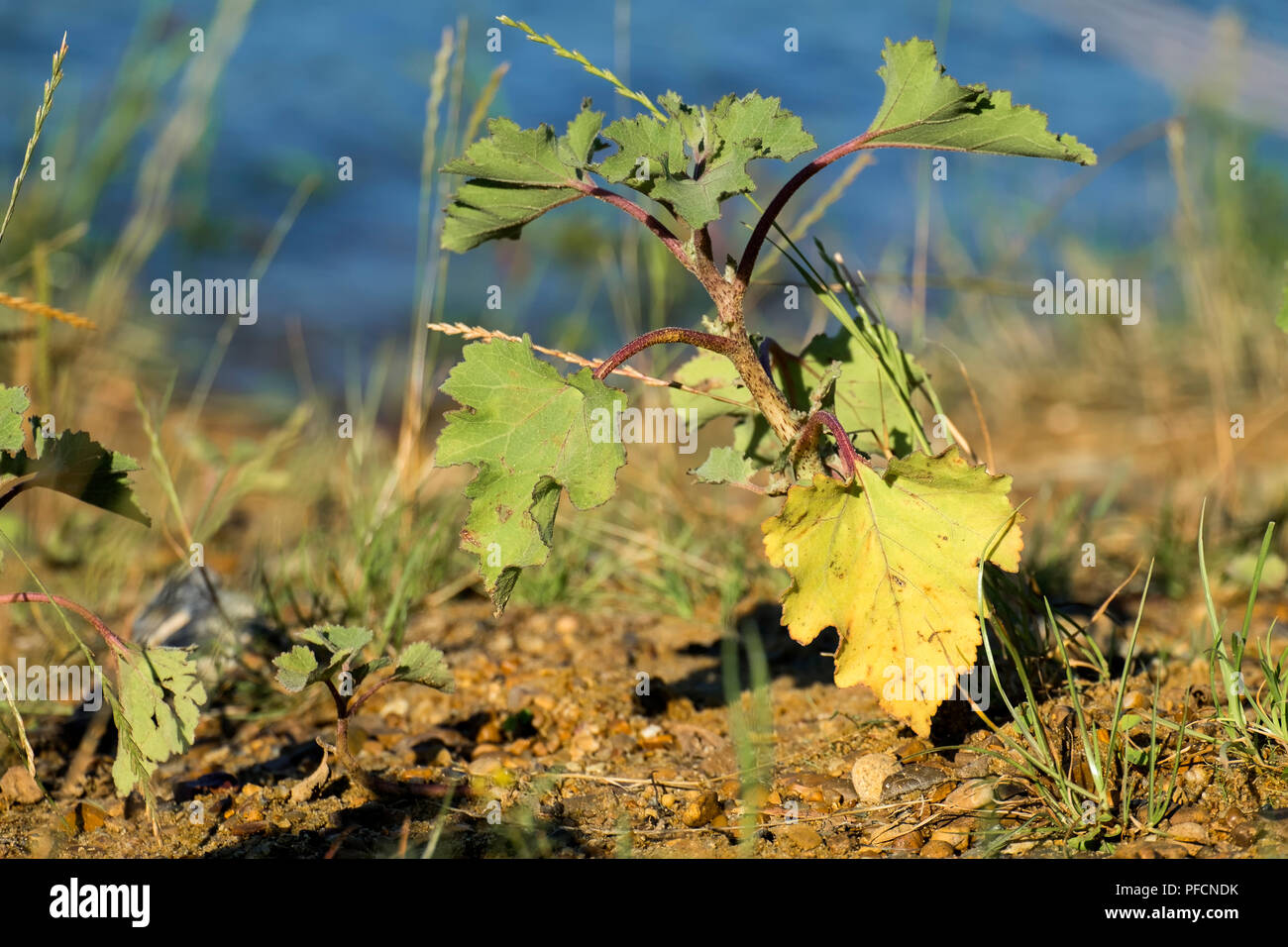 Il gambo e le foglie di comune cocklebur (Xanthium strumarium) Foto Stock