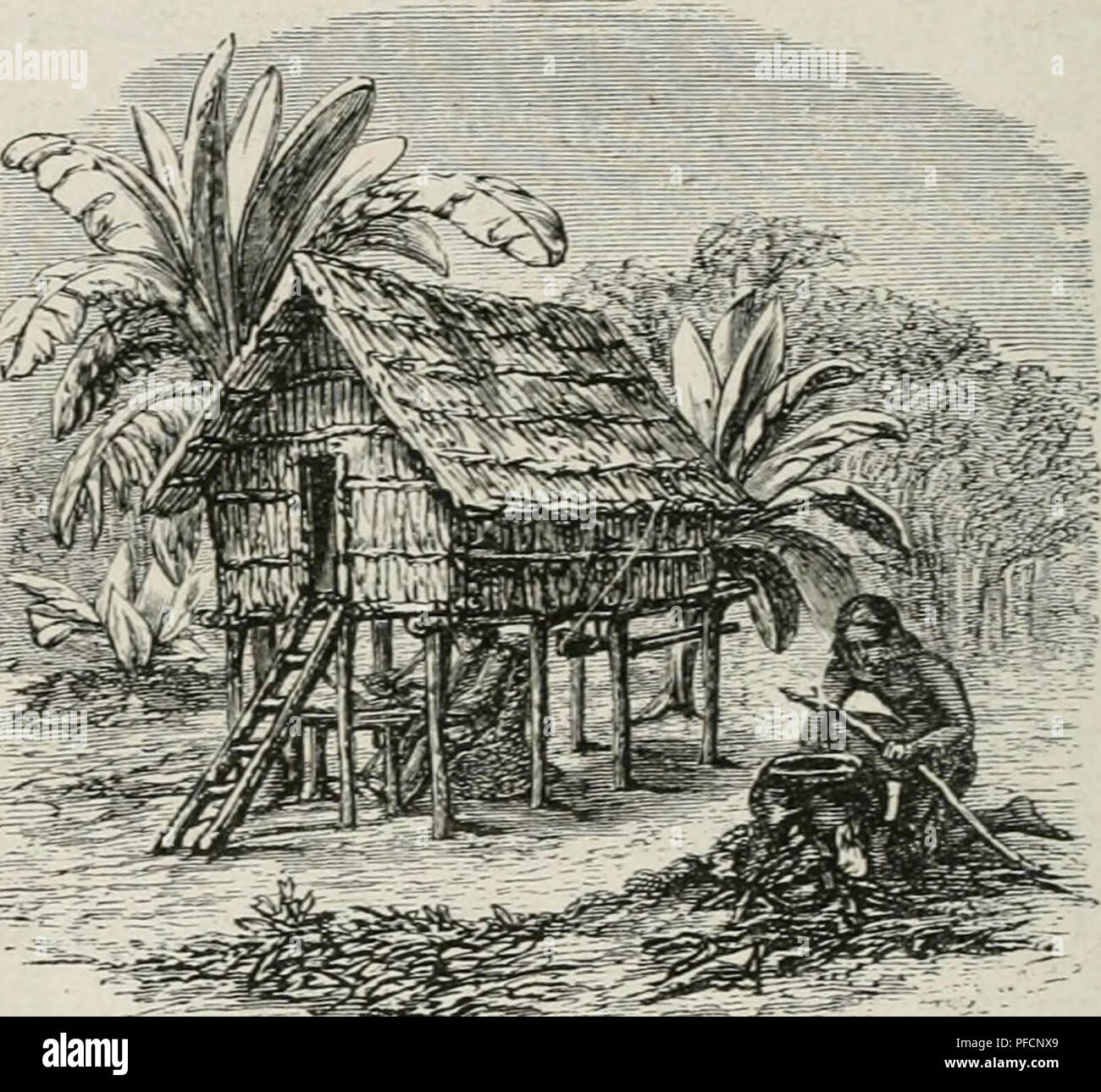 . Der Malayische Archipel. Die Heimath des Orang-Utan und des Paradiesvogels. Reiseerlebnisse und Studien über Land und Leute. Storia naturale; Etnologia. 334 SSageu. 3uerft ba^te id5 baran, bcn guf^tu^bcu auf3uncf}incn iroburc?^ bev 'Jiaum ijod) tjenu^ geworben wäre, um 0^ne fid} 311 Inirfen etn= unb ausgeben 5U fönncn; atcr bann ivärc nitfit ^13Ia^ gcmug ba= rin geroefen, unb ba^cr giacciono^ t(^ fie gerabe [0 wie fie guerra, reinigte fie i^'su (V&GT;runb auf unb [cfuiffte mein (^V'^^ätf l^inein. ®un§ obere etorfwerf feenn^te id} 3um erfilafen unb al§ 23orrat()§raum" 3n bem unteren Steife (welcher ru Foto Stock