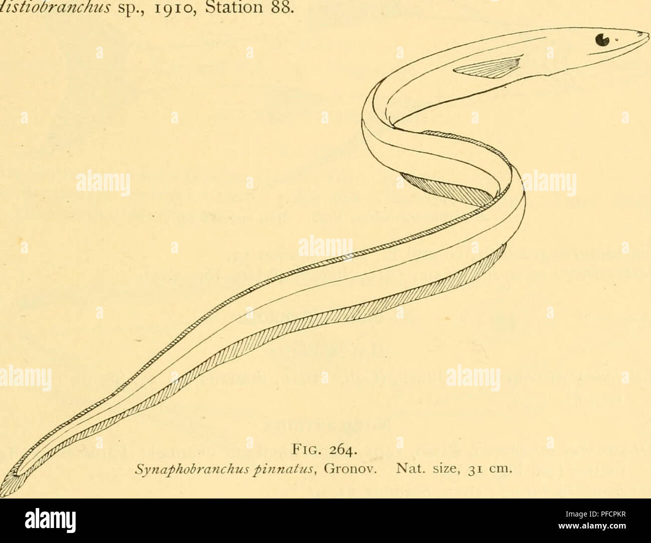 . La profondità del mare : un conto generale della scienza moderna di oceanografia in gran parte basato su ricerche scientifiche del norvegese vaporizzatore Michael Sars nel Nord Atlantico. "Michael Sars" North Atlantic Deep-sea Expedition (1910); oceanografia; Nord Oceano Atlantico. Fig. 263. Coiiocara 7nacroptera, Vaill. Nat. dimensioni, 20 cm. Sub-Order-APODES SYNAPHOBRANCHIDiE Synaphobi-anchus pintiatus, Gron., 1902, Faroe-Shetland canale; Banca Faerøer, 750 metri; 1910, stazioni 4, 24, 41, 53, 88, 95, LOI (vedere Fig. 264). Histiobranchus sp., 1910, Stazione. Fig. 264. Synaphobranchus pinnaii Foto Stock