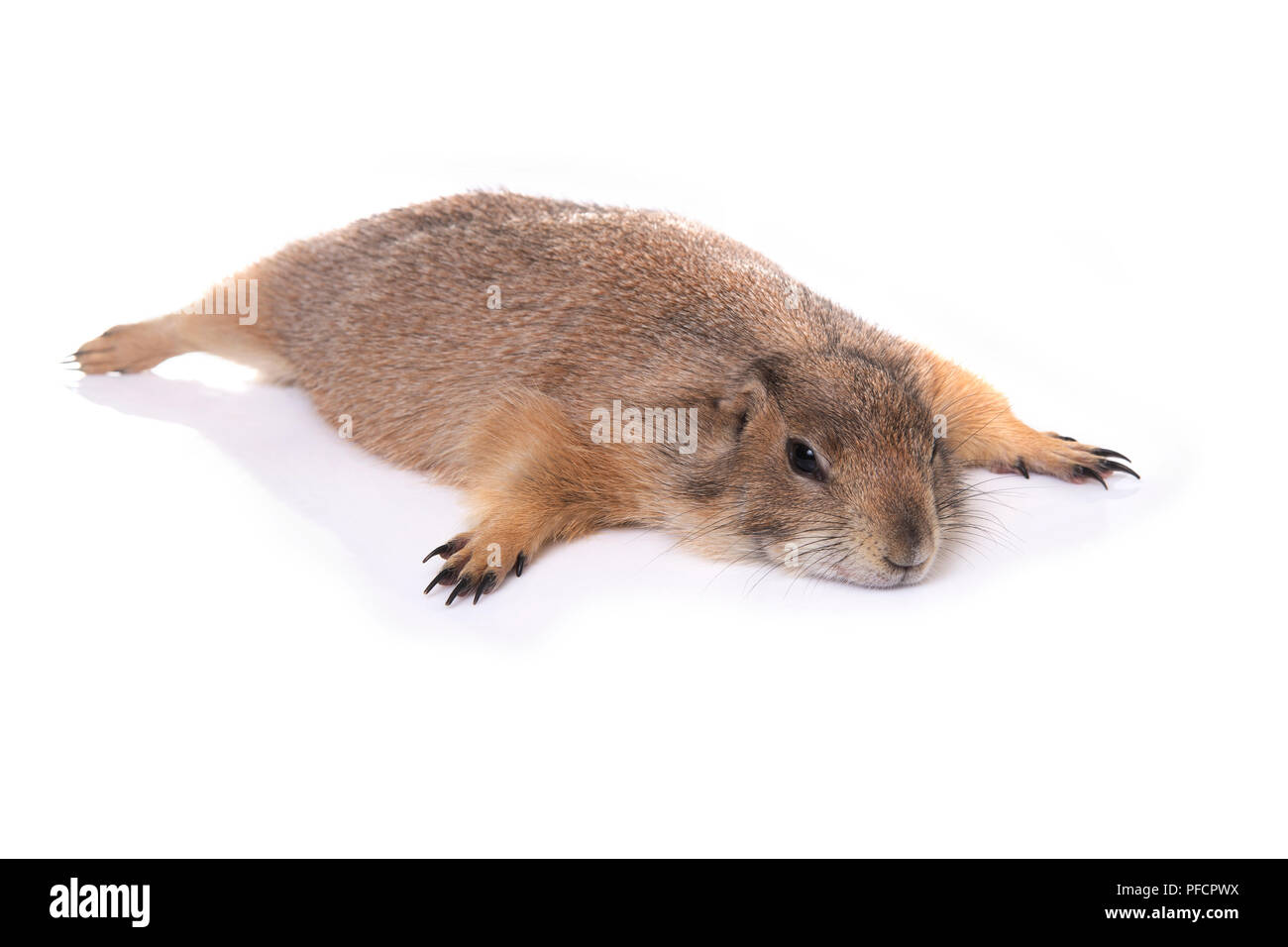 Simpatico cane della prateria sdraiarsi su sfondo bianco. Foto Stock