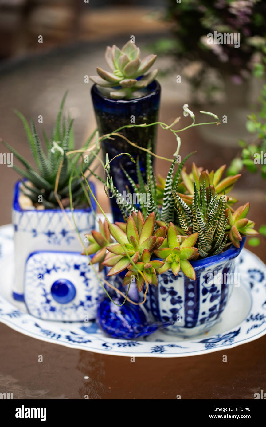 Un display di succulente piantate in un assortimento di blu e bianco pentole. Foto Stock