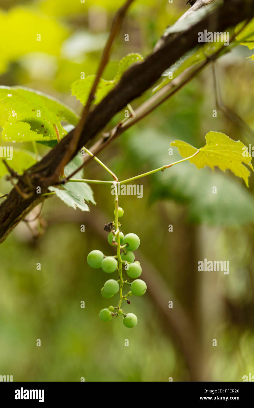 Uva selvatica (Vitis) che cresce su un vitigno. Foto Stock