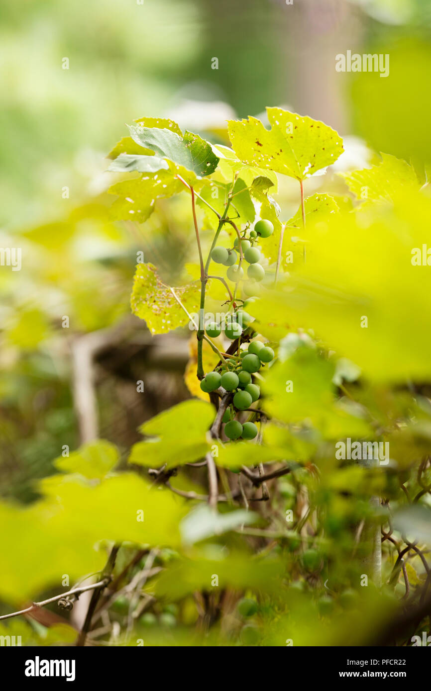 Uva selvatica (Vitis) che cresce su un vitigno. Foto Stock