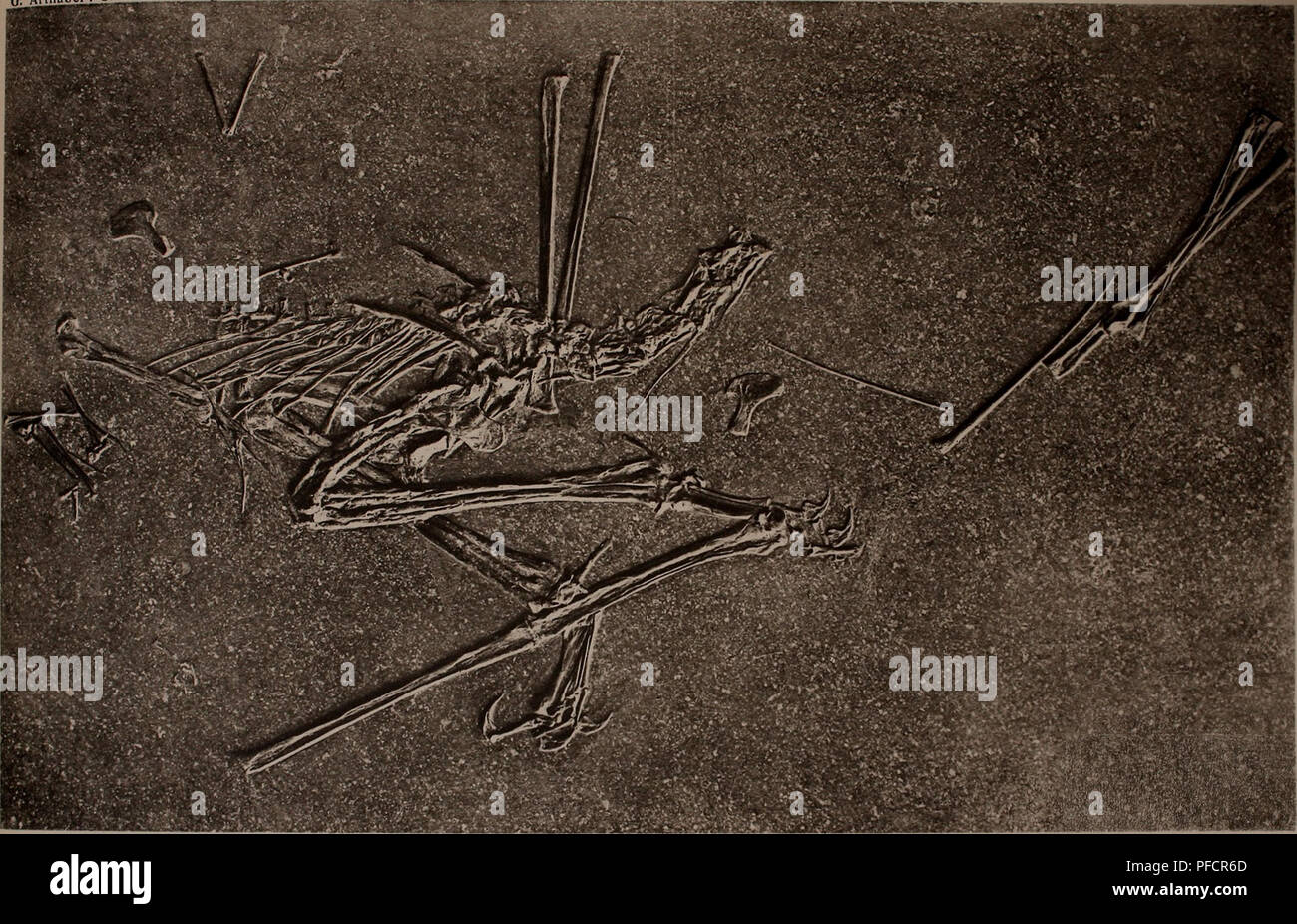 . Denkschriften - Österreichische Akademie der Wissenschaften. 0 Arlhaber: Studiet^Jiber Flugsaurier. Taf. II.. Denkschriften d. Akad. d. Wiss. math.-naturw. Klasse, 97. Bd,. Si prega di notare che queste immagini vengono estratte dalla pagina sottoposta a scansione di immagini che possono essere state migliorate digitalmente per la leggibilità - Colorazione e aspetto di queste illustrazioni potrebbero non perfettamente assomigliano al lavoro originale. Akademie der Wissenschaften in Wien. Mathematisch-Naturwissenschaftliche Klasse. Wien, New York, Springer Foto Stock