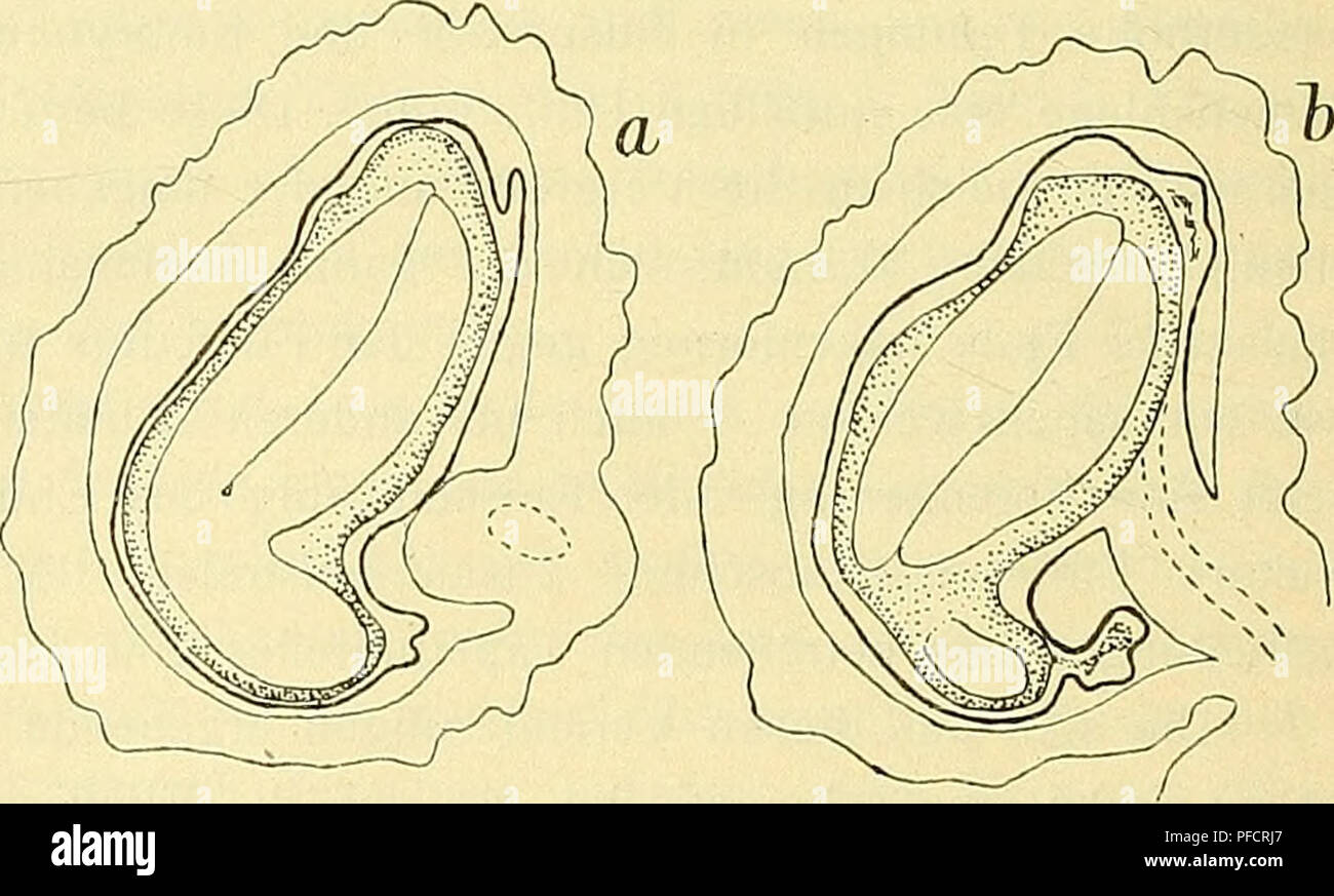 . Denkschriften - Österreichische Akademie der Wissenschaften. . Scuiellaria galericulata. a = Stadium mit Embryokugel, schematisch bei schwacher Vergrößerung; b = Mikro- pyläre Partie daraus (160/1). Sctitellaria galericulata. Zwei .Schnitte derselben Serie durch eine ziemlich reife Teilfrucht; endosperma punktiert (45/1). Merkmal. Dieser liegt in einem endosperma, das von ihm bereits bis auf einige wenige Schichten auf- gezehrt ist. Nach den Angaben Guignards (17) besteht im völlig reifen Samen von S. peregrina, japonica und das Columnae endosperma nur mehr aus zwei oder drei Schichten. Um das Foto Stock