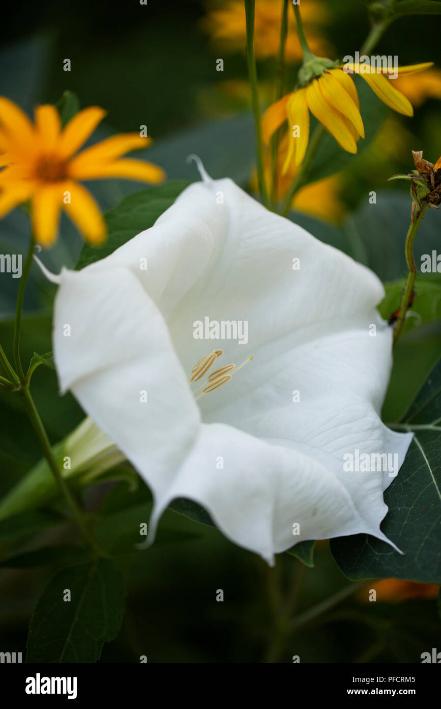 Datura innoxia, o inoxia, noto anche come Roverella thorn apple, luna fiore, Angelo tromba, devil's tromba o pricklyburr, nella famiglia delle solanacee. Foto Stock