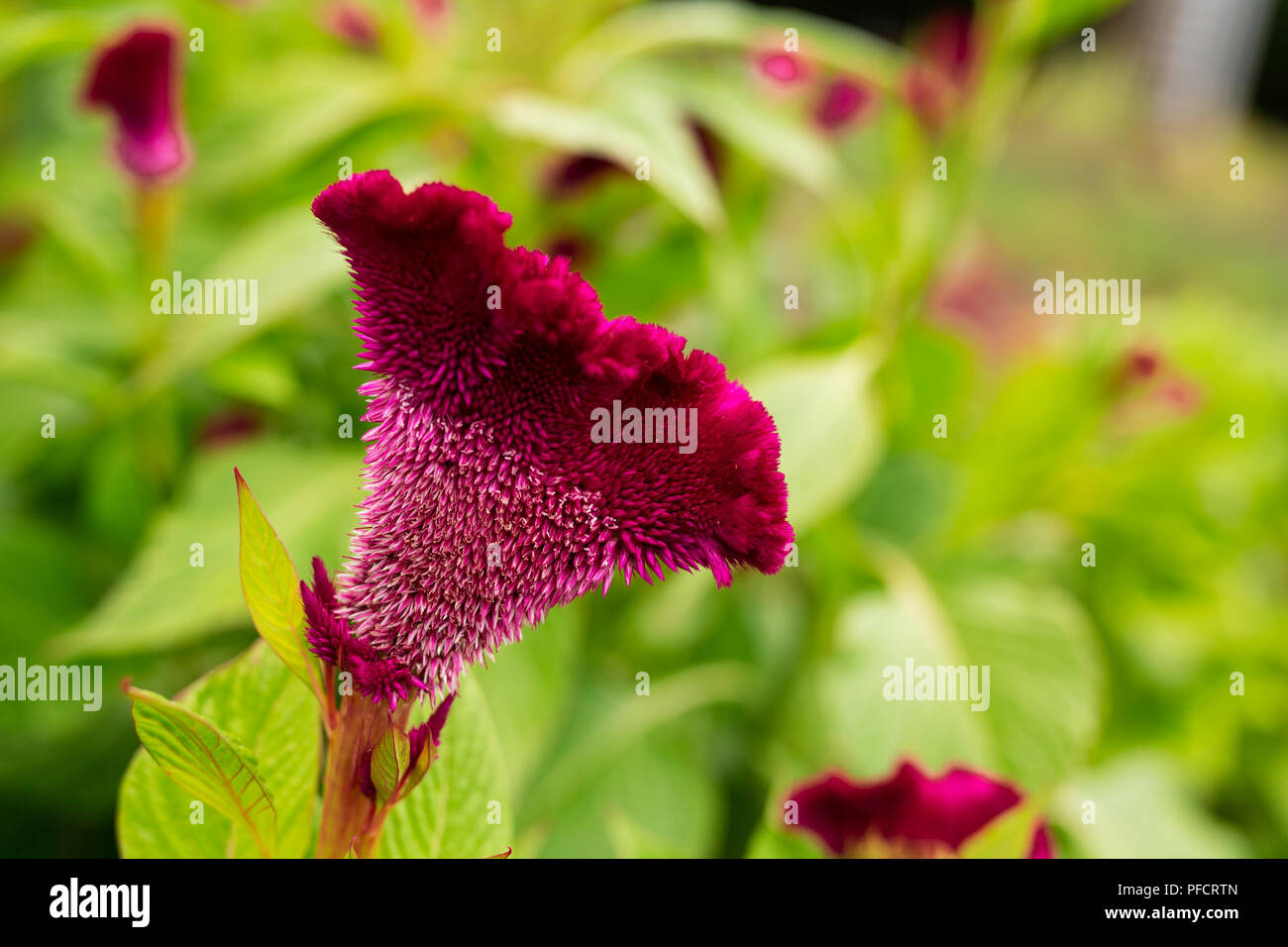 Rosa (coxcomb Celosia) cresce in un giardino estivo. Foto Stock