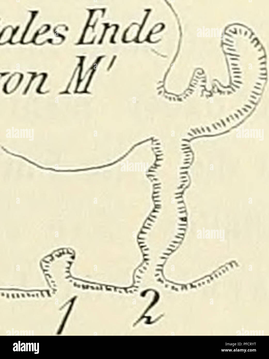 Questo articolo della Jena Medical and Natural Sciences Society descrive lo sviluppo del sistema dentale nei marsupiali, in particolare la formazione e la differenziazione dei denti, comprese le fasi embrionali dello sviluppo molare. Foto Stock