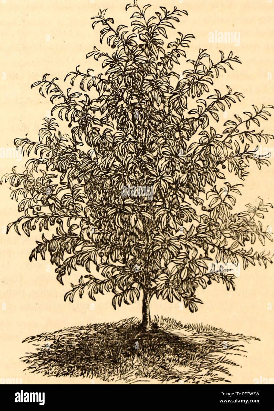 . Catalogo descrittivo del Washington Street vivai, tombe, Selover, Willard &AMP; Co., Ginevra, N. Y. Vivai (orticoltura) nello Stato di New York) cataloghi; semi di frutta cataloghi; semi di alberi di cataloghi; fiori Semi cataloghi. 30 tombe, SELOVER, WILLARD &AMP; CO., ciliegie. Questo è uno dei nostri migliori e più delicati lruits per il dessert. I tipi di acido sono altamente apprezzati per la produzione di conserve e confetture, e per la cottura. Gli standard sono coltivate su Mazzard stock, per frutteti e prosperano bene in questo clima, producendo ogni anno grandi colture, crescente finemente in tutti i terreni asciutti e. Il forte, uprigh Foto Stock