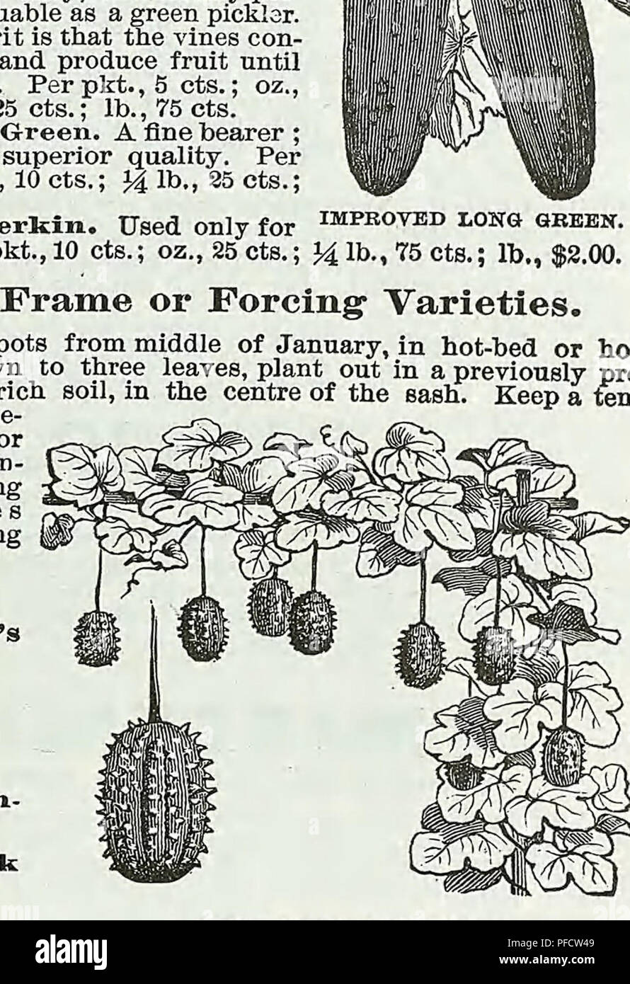 . Catalogo descrittivo di verdure, fiori e semi di fattoria. Vivai (orticoltura); vivaio; semi; lampadine (piante); GIARDINAGGIO; attrezzature e forniture; biancheria piante; Weeber &AMP; Don. NEW YORK migliorato impianto uovo. KOHL-RABI. Tedesco, Kohl-Rabi.-francese, Chou-Rave.-spagnolo, Col de ndbo. Uno oncia seminato 300 piedi di trapano. Questo vegetale, la popolarità di cui sta aumentando rapidamente, com- bines le virtù della rapa e cavolo, ma eccelle sia in nutri- tivo, Hardy e qualità produttiva. Il seme può essere seminato in giugno in righe di diciotto pollici di distanza, e le piante diradata a Foto Stock