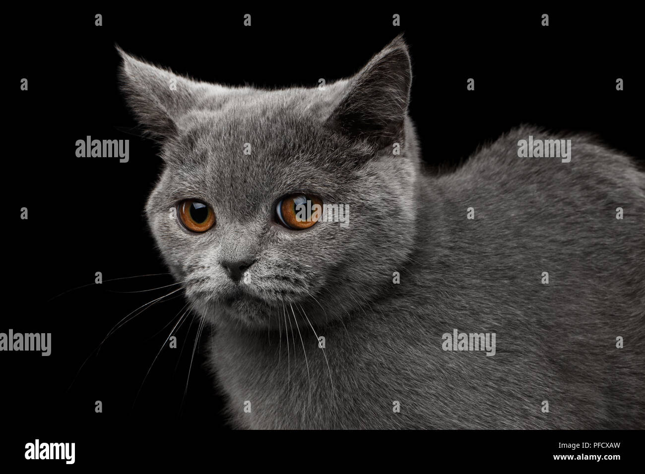 Close-up ritratto di offeso grigio British gattino, simpatiche, isolato su sfondo nero Foto Stock
