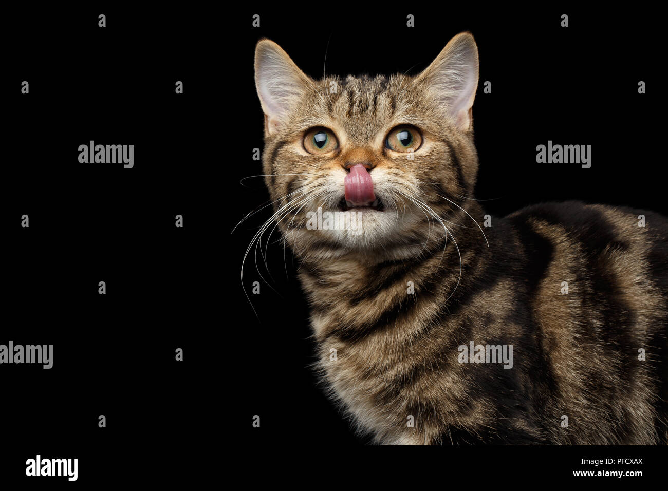 Close-up ritratto di Tabby Scottish gattino, simpatiche e lambito isolato su sfondo nero Foto Stock