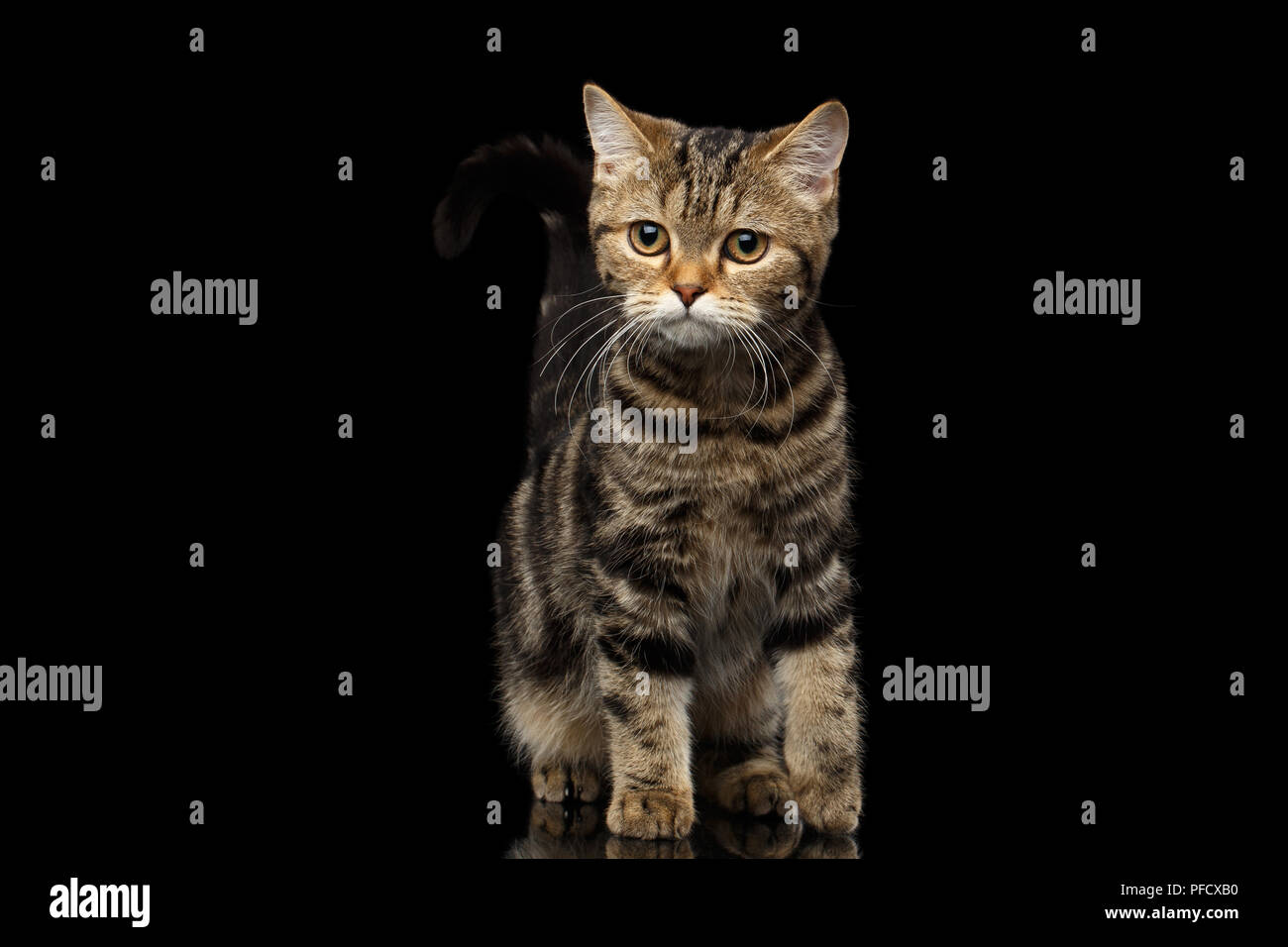 Tabby Scottish gattino, funny Coda piegata e sembra curioso isolato su sfondo nero Foto Stock
