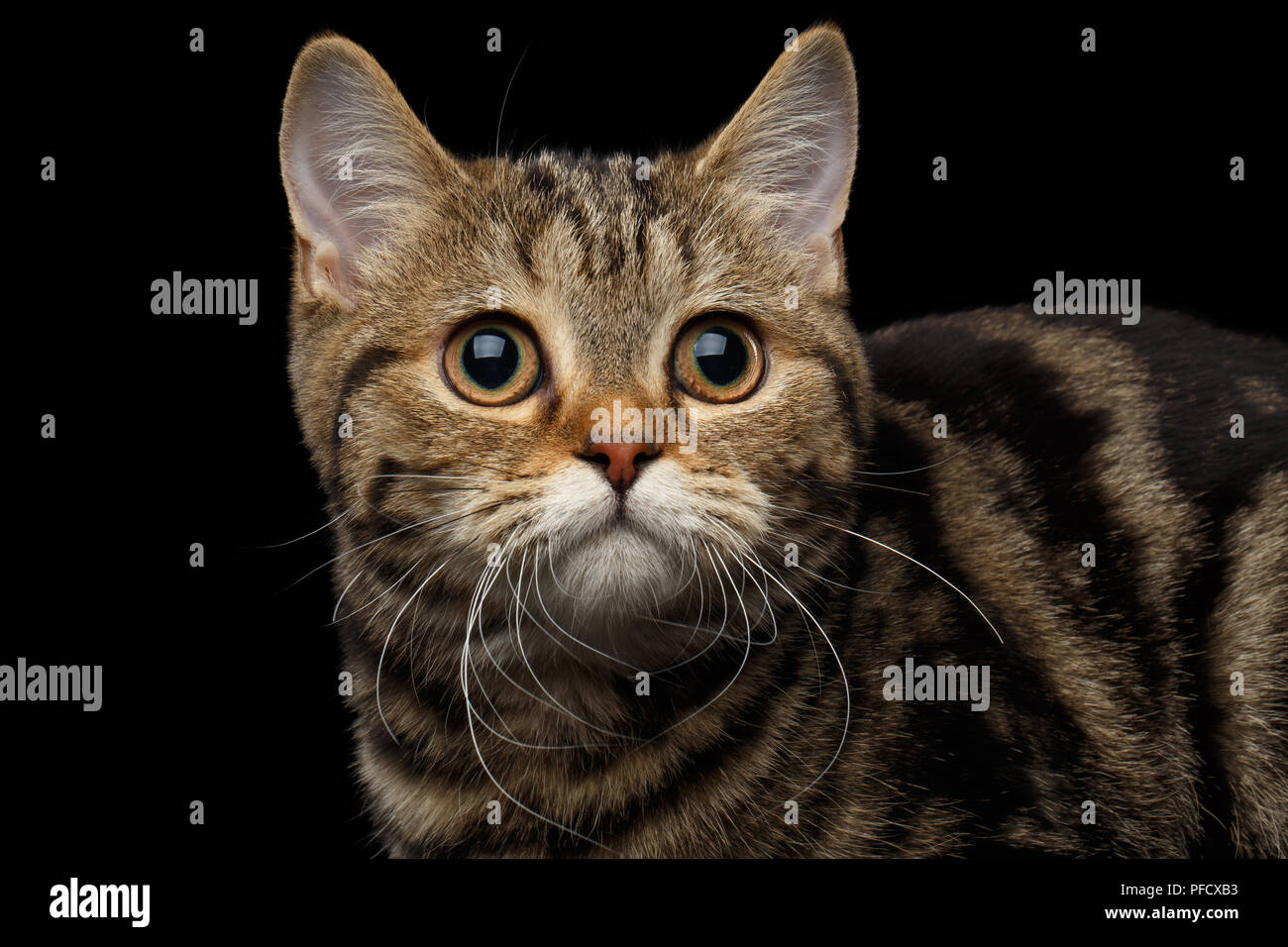 Close-up ritratto di Tabby Scottish gattino, simpatiche, isolato su sfondo nero Foto Stock