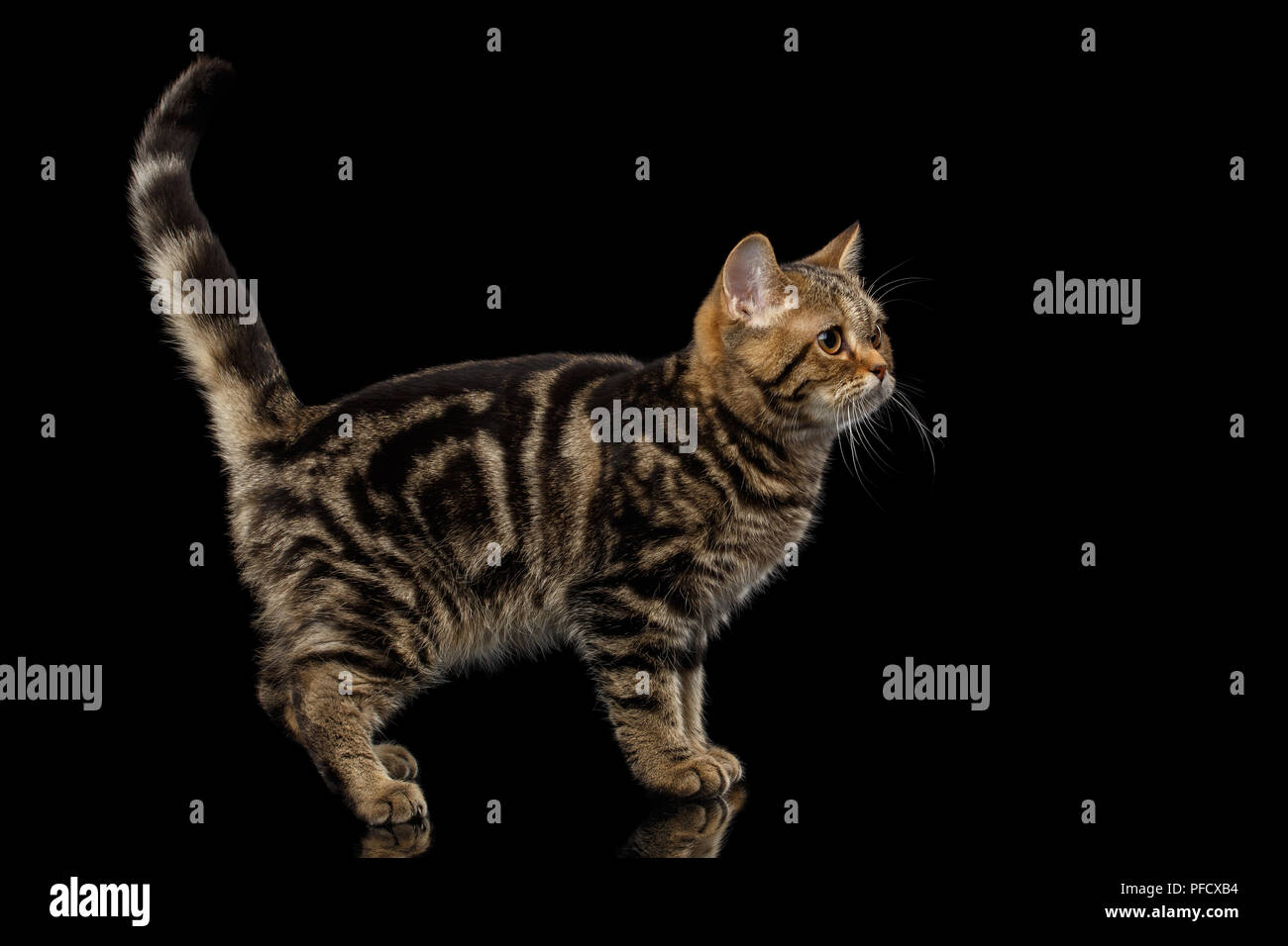 Pedigree Tabby Scottish gattino, in piedi su un lato e la ricerca di curiosi isolato su sfondo nero con la riflessione Foto Stock