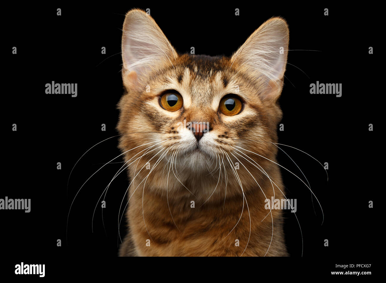 Close-up ritratto di pedigree arancione kitty somalo cercando nella telecamera isolata su sfondo nero Foto Stock