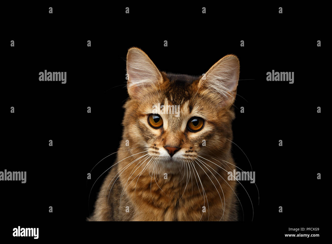 Close-up ritratto di pityful arancione kitty somalo cercando nella telecamera isolata su sfondo nero Foto Stock