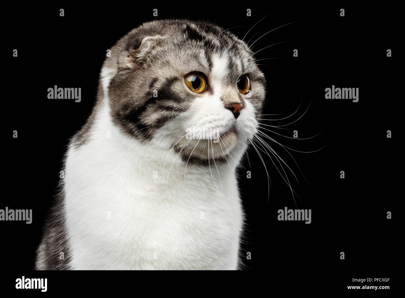 Close-up verticale di gravi cat di Scottish Fold razza isolato su sfondo nero, piccole orecchie e testa tonda Foto Stock