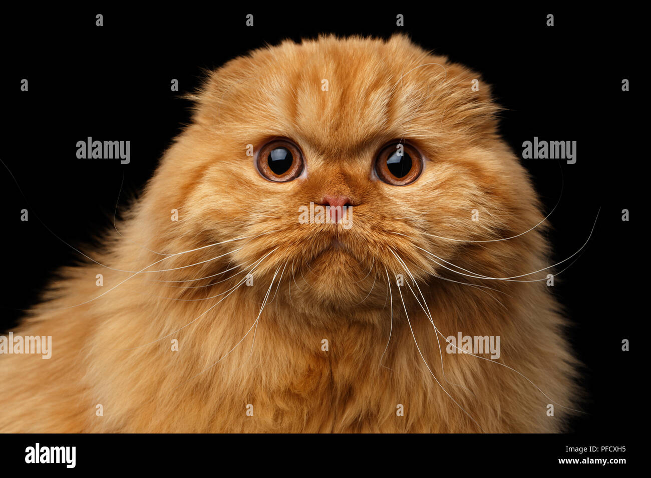 Close-up ritratto di pelliccia red Scottish Fold razza Highland Cat sorpresa guardare nella telecamera isolata su sfondo nero Foto Stock