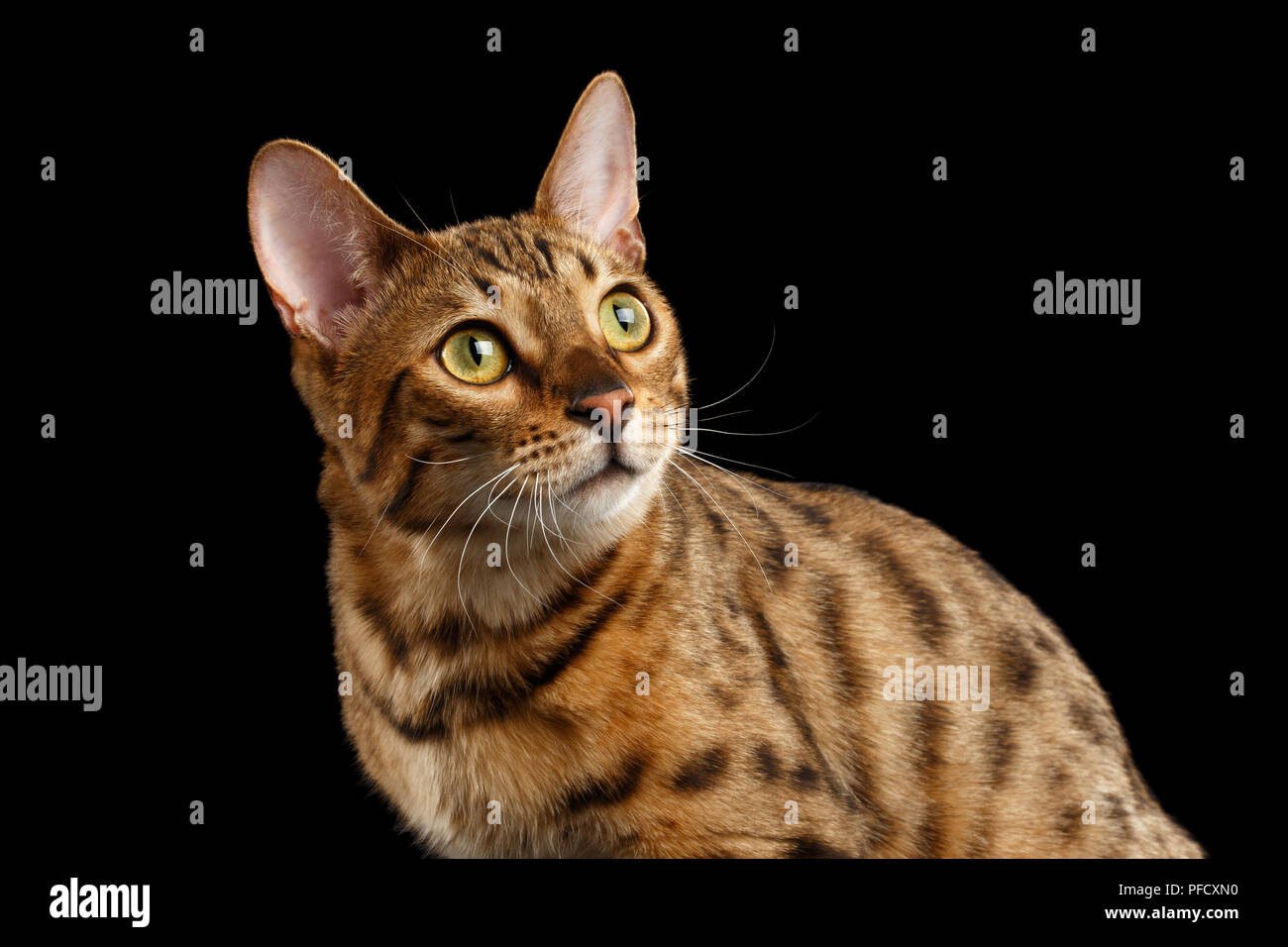 Close-up viso curioso del Bengala gatto femmina con belle macchie sul retro, guardando con interesse, isolato sfondo nero, vista frontale Foto Stock