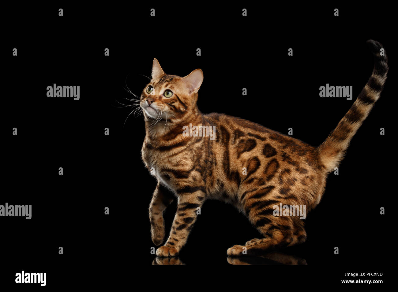 Giocoso bengala Gatto maschio con bei posti in piedi, guardando in alto, isolato su sfondo nero, vista laterale, adorabile razza Foto Stock