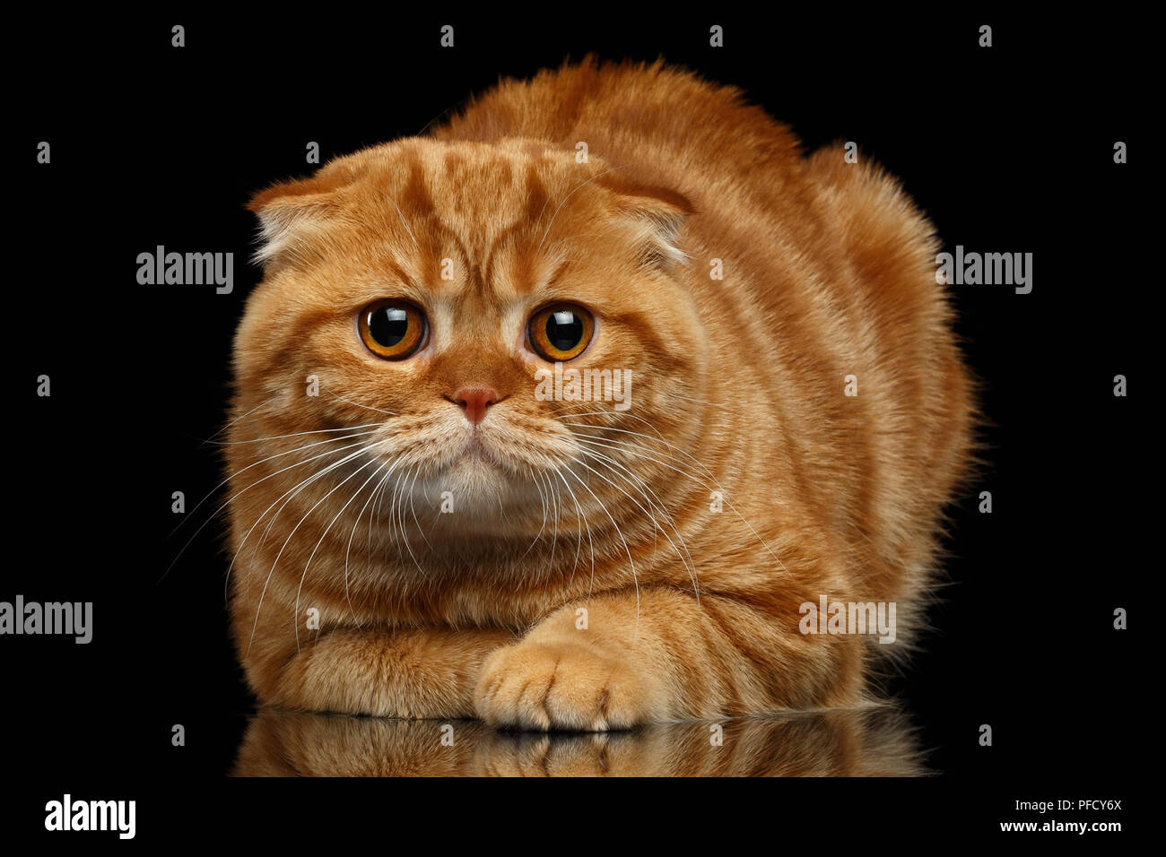 Lo zenzero Scottish Fold Cat giace su sfondo nero Foto Stock