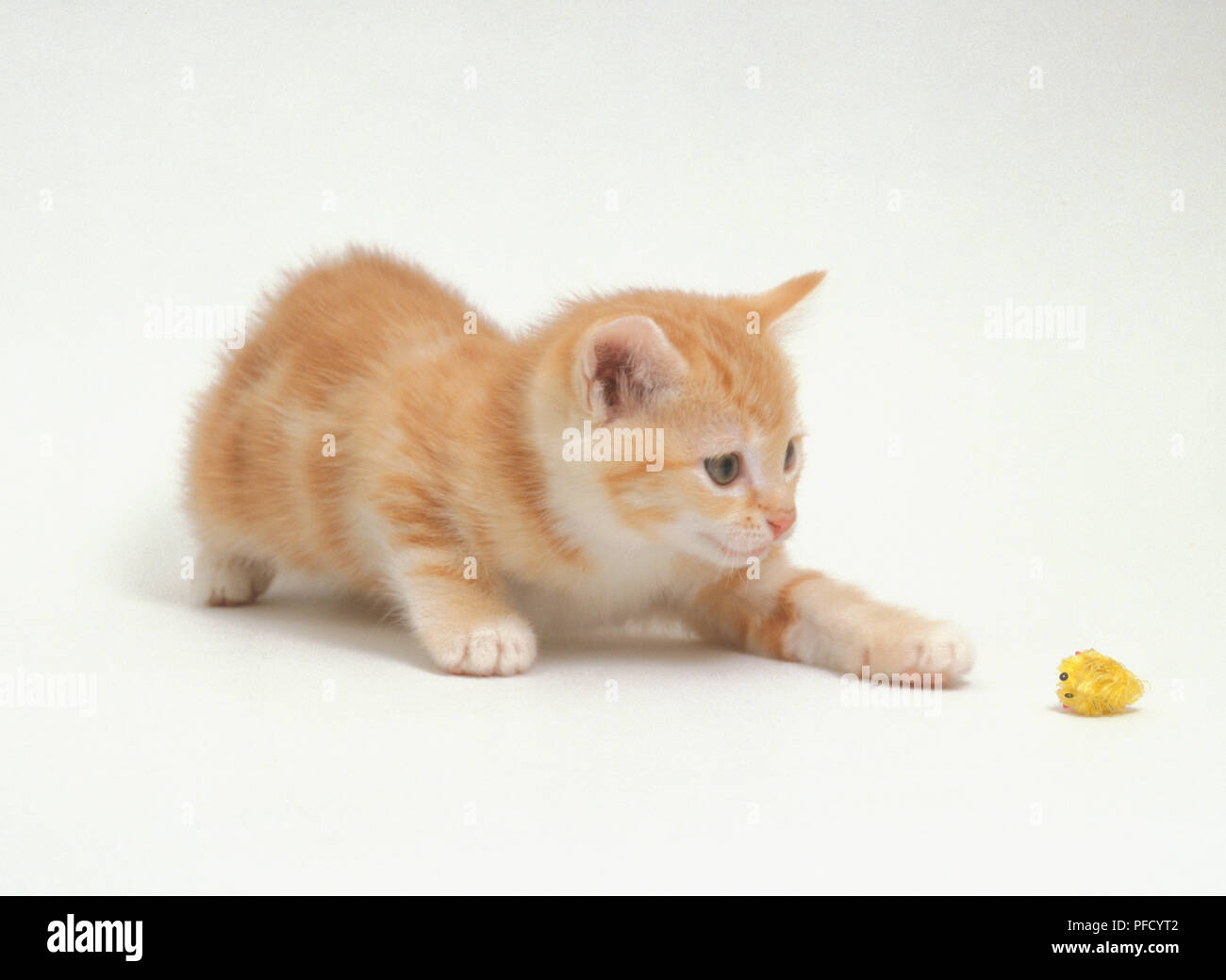 Luce-marrone e bianco gattino (felis catus) rincorrere un giocattolo Foto Stock