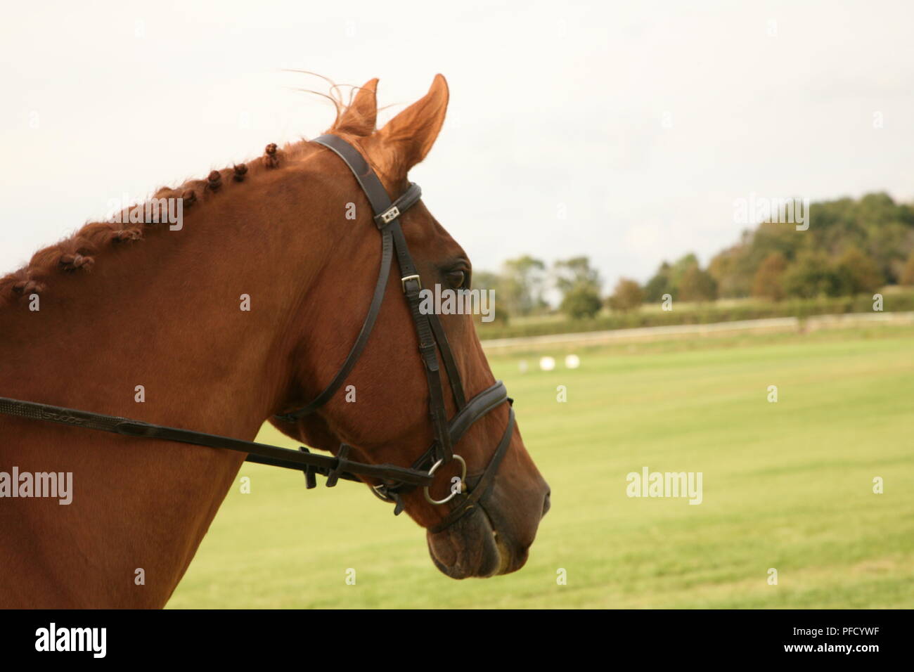 Chestnut testa di cavallo guardando in lontananza Foto Stock