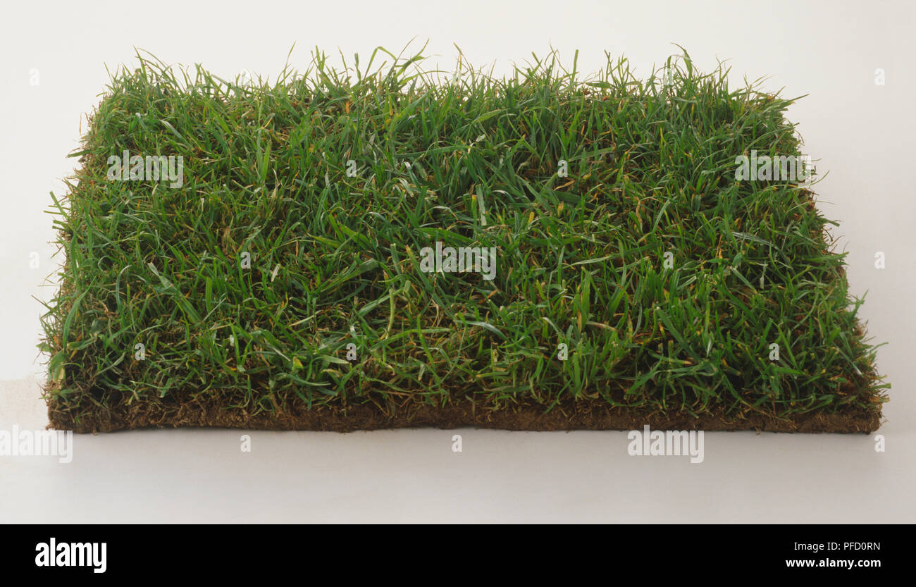 Patch quadrati di aree densamente coltivate erba verde Foto Stock