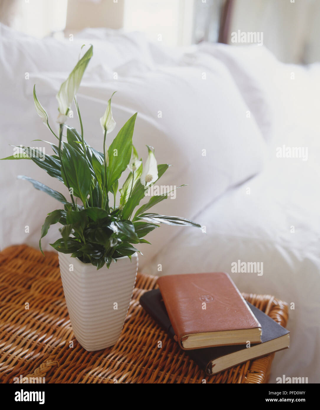 La pace Lily (Spathiphyllum wallisii), a foglia di pianta con i fiori bianchi su esili steli, piantato in alto, increspato white pot, permanente sulla scatola di vimini accanto a due pelle-libri rilegati, letto con piumoni e cuscini in background Foto Stock