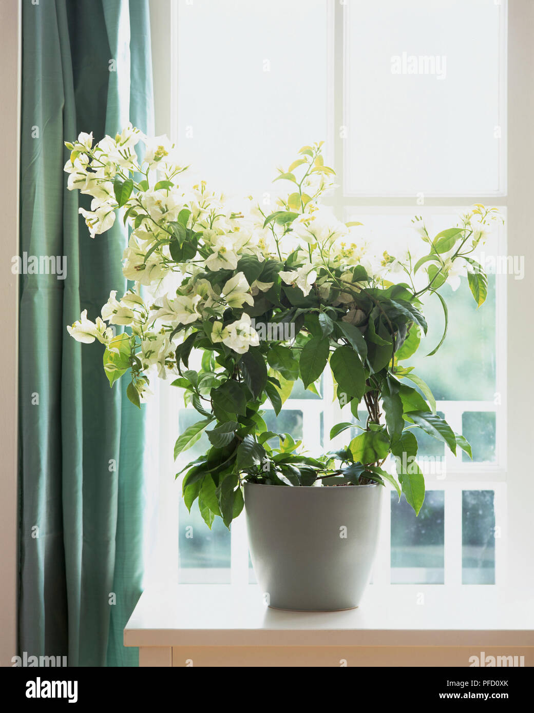 Pianta con foglie verdi, cresciuto intorno al telaio circolare, fiori di colore bianco che scaturisce da steli in alto, bianco vaso sul davanzale della finestra Foto Stock