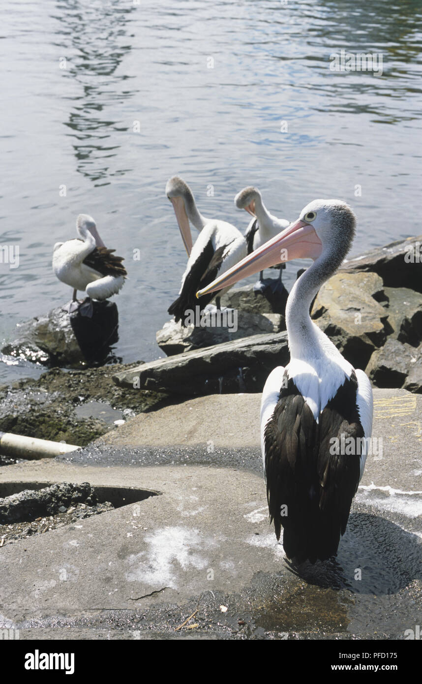 Australia, Sydney, Australia pellicani (Pelecanus conspicillatus), gruppo di quattro in bianco e nero pellicani da acqua, adulti pelican guardando a sinistra, prole pulire le loro piume Foto Stock