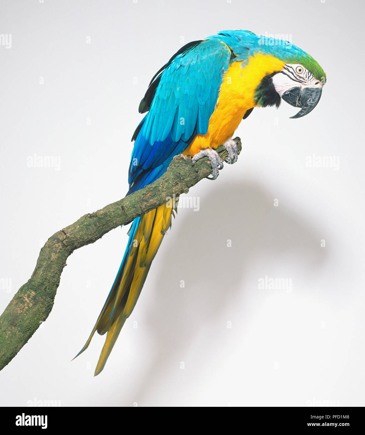 Un blu-giallo Macaw (Ara ararauna) appollaiate su un ramo, guardando verso il basso, vista laterale Foto Stock