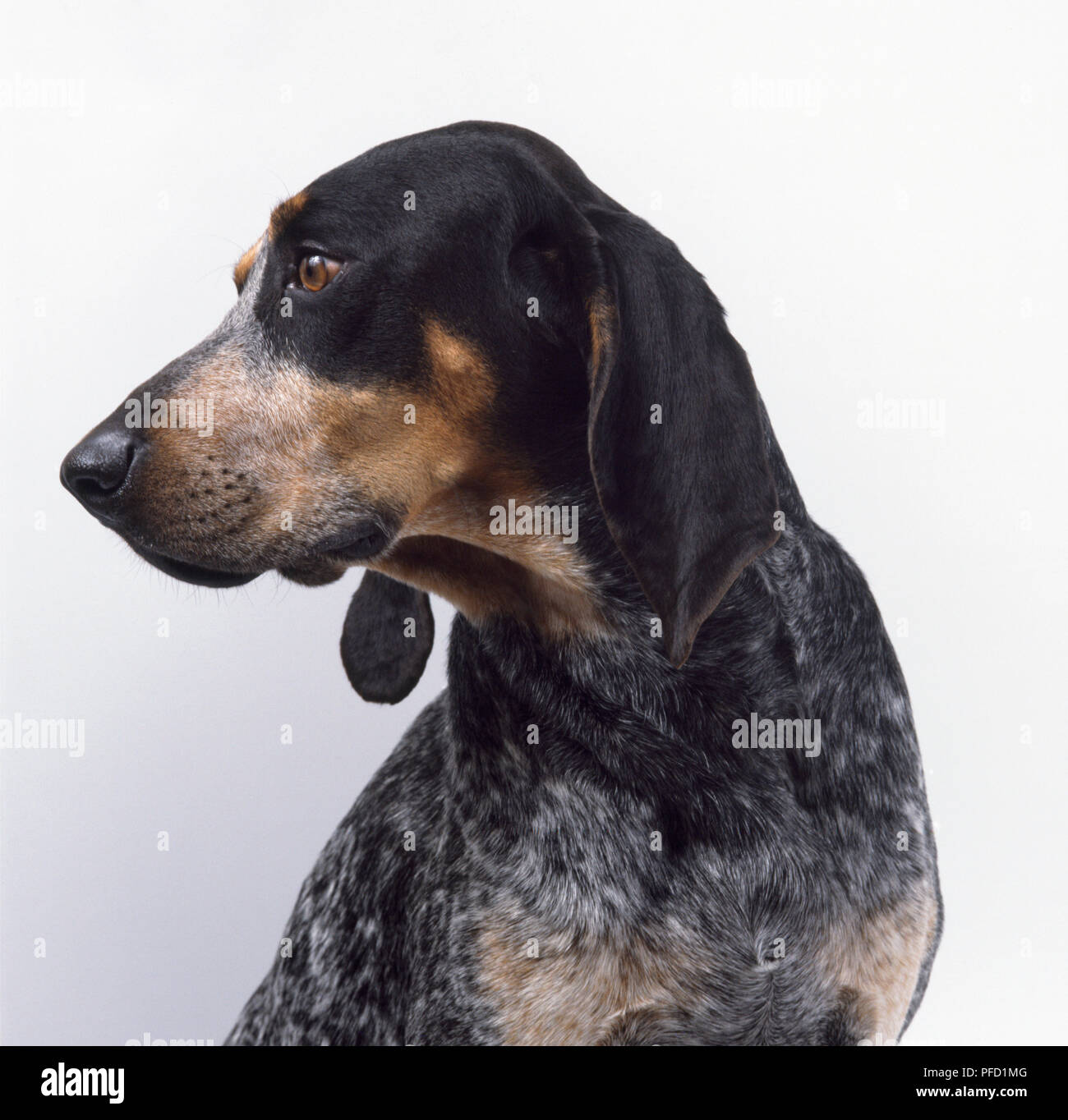 Un bluetick coonhound con un grigio-azzurro il petto e un nero e marrone testa, cercando di destra, collo capo solo shot Foto Stock
