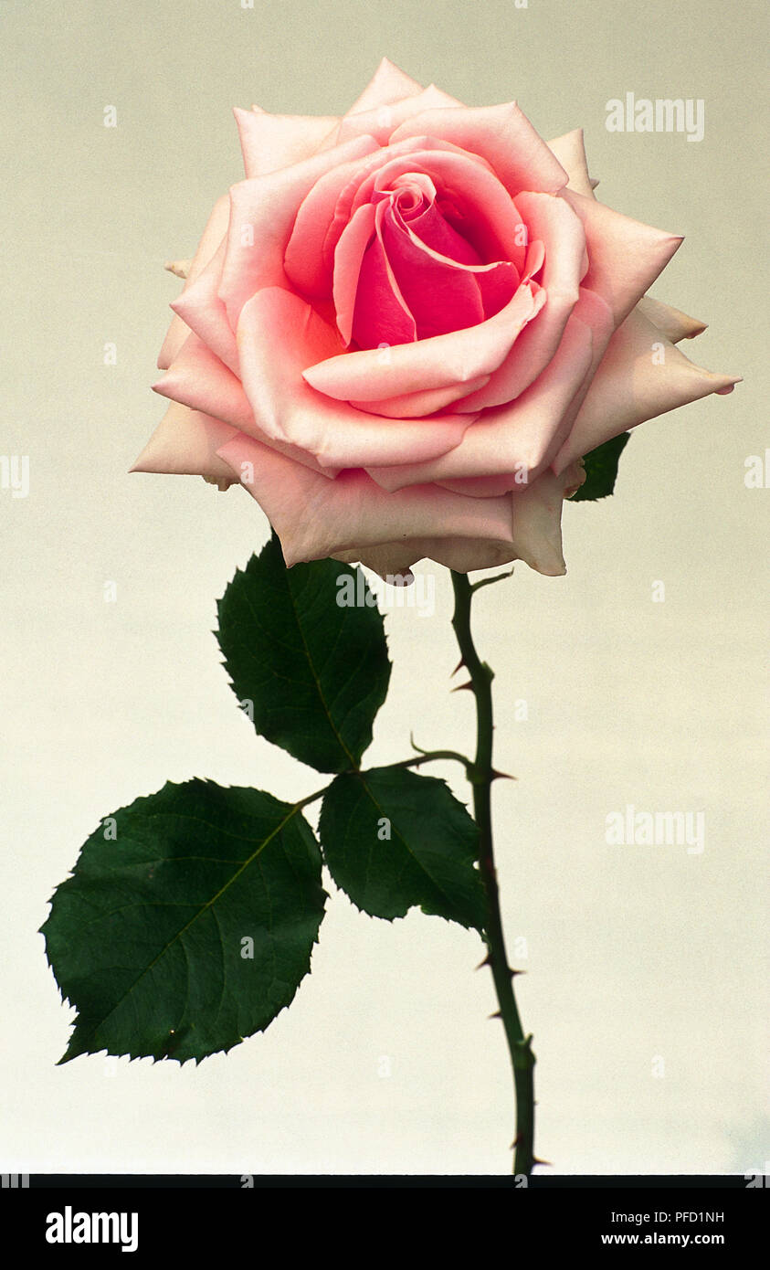 Rosa rosa da Rosa 'Savoy Hotel' Foto Stock