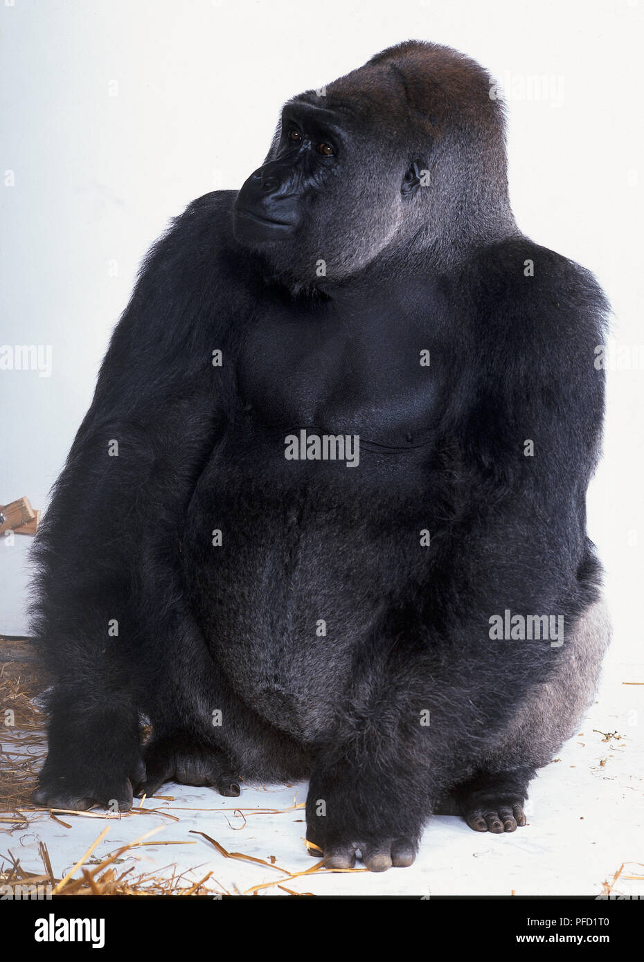 Gorilla Silverback seduto Foto Stock
