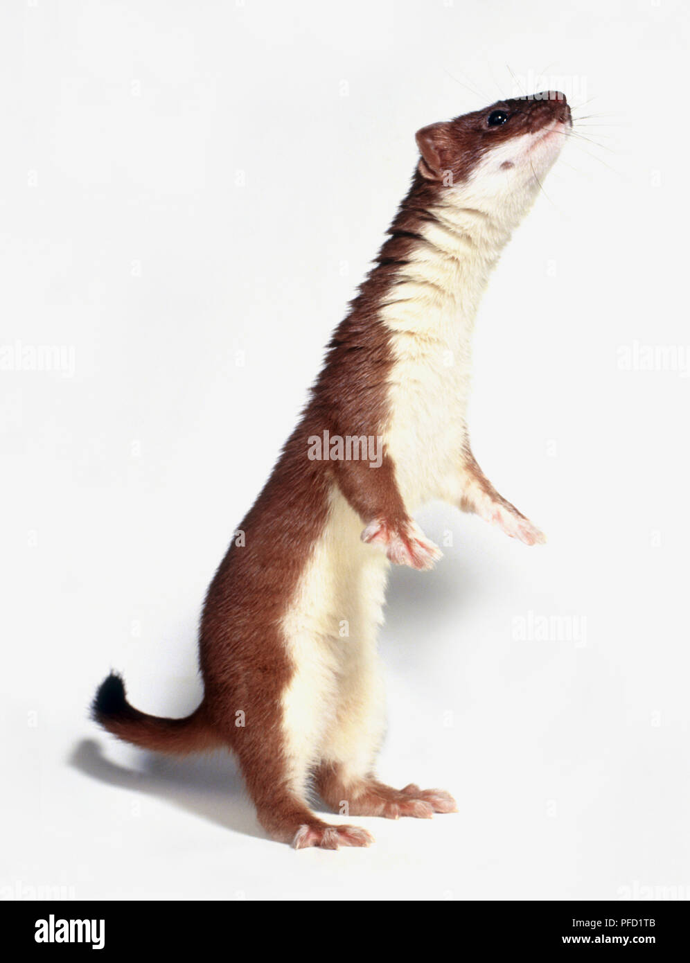 La donnola (Mustela nivalis), allevamento fino sulle zampe posteriori Foto Stock