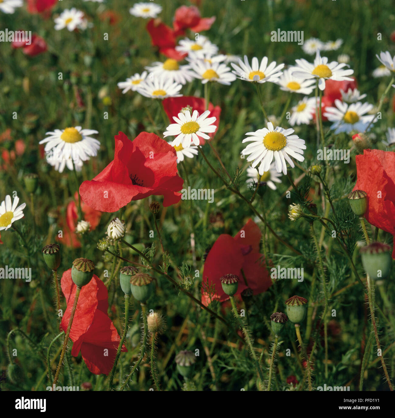 Papavero rosso e bianco margherite crescente nel campo di grano Foto Stock