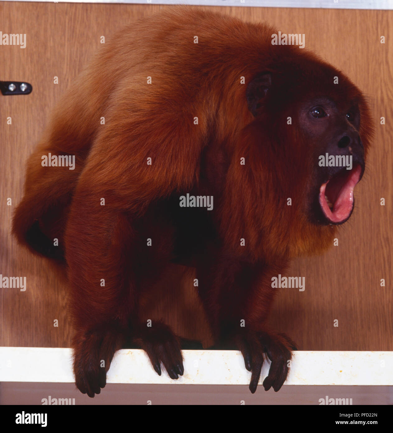 Scimmia Urlatrice urlando mentre appollaiato sul polo Foto Stock