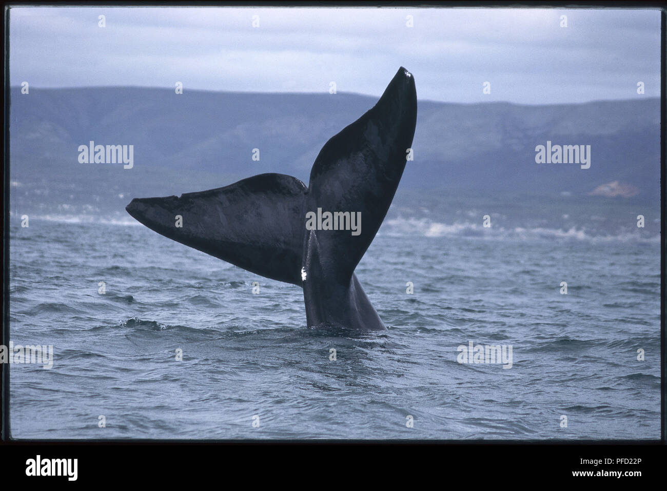 Eubalaena australis, diritto di coda di balena, passera nera, emergendo dal mare, oceano Foto Stock