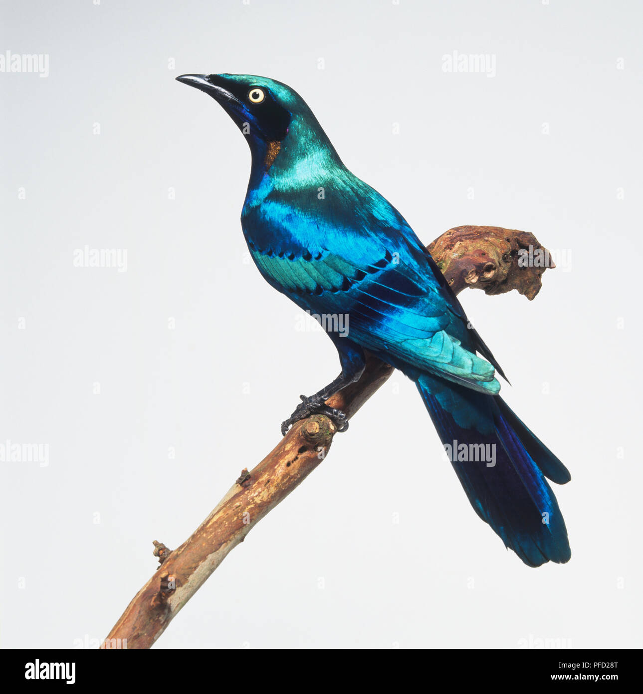 Vista laterale di una splendida finitura lucida Starling, appollaiate su un ramo, con testa di profilo, mostrando il collo di bronzo converte, Punte scure dell'ala converte, ali lunghe, e una lunga e ampia coda. Foto Stock