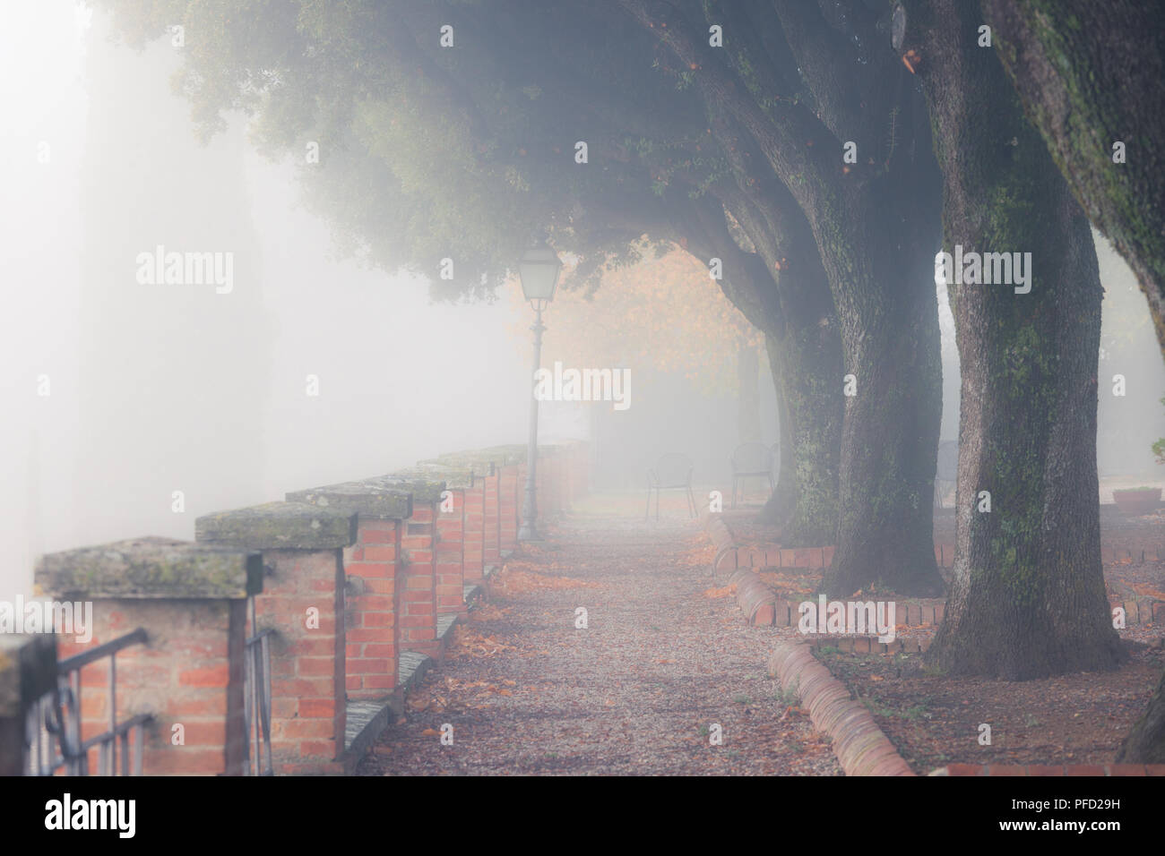 Mattinata nebbiosa city park. Vicolo di Albero Giardino Foto Stock