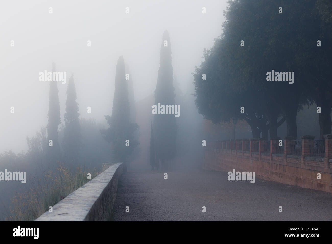Mattinata nebbiosa city park. Vicolo di Albero Giardino Foto Stock