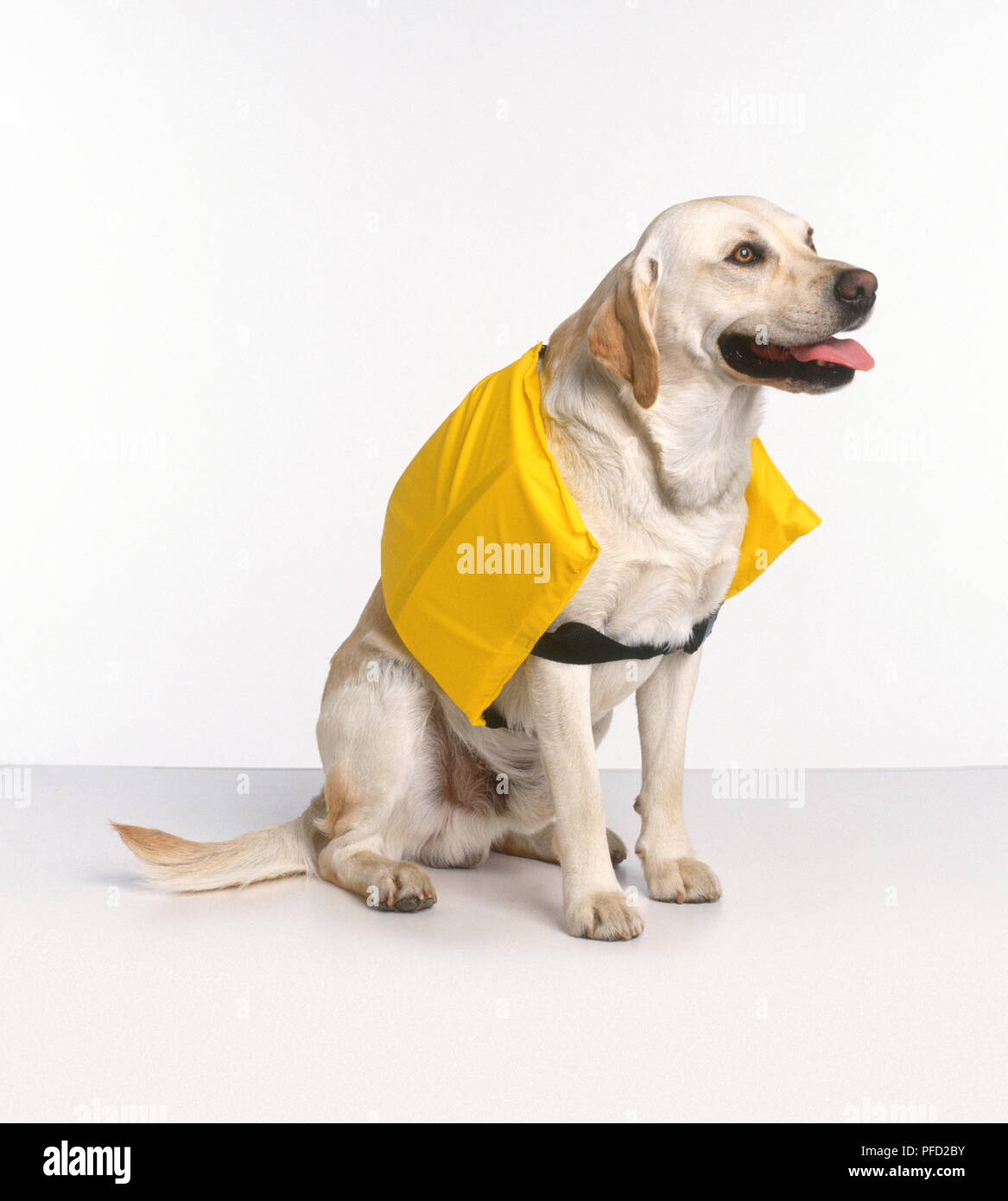 Durata giallo giacca ansimando Golden Labrador Retriever Foto Stock
