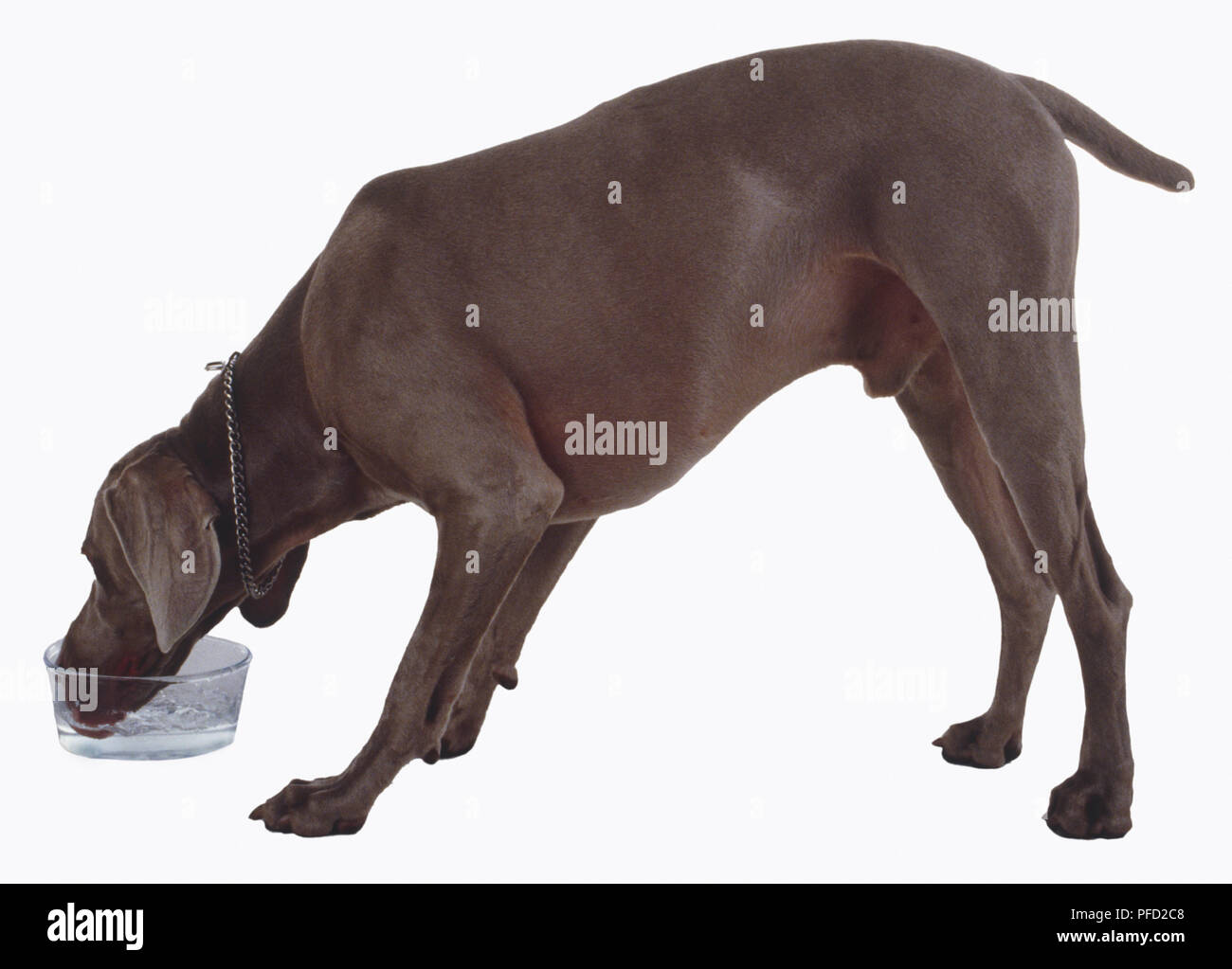 Un cane domestico (canis familiaris) acqua potabile da una ciotola di vetro, vista laterale Foto Stock