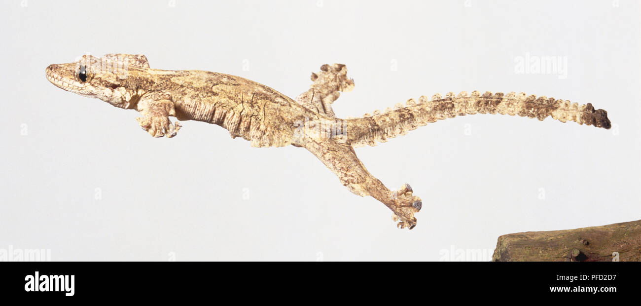 Flying Gecko, pelli a chiazze mimetizzazione contro di corteccia di albero, lembi di pelle su lati agendo come ali, piedi e scaglioso palmati dita tesa larga, scivolare attraverso l'aria. Foto Stock