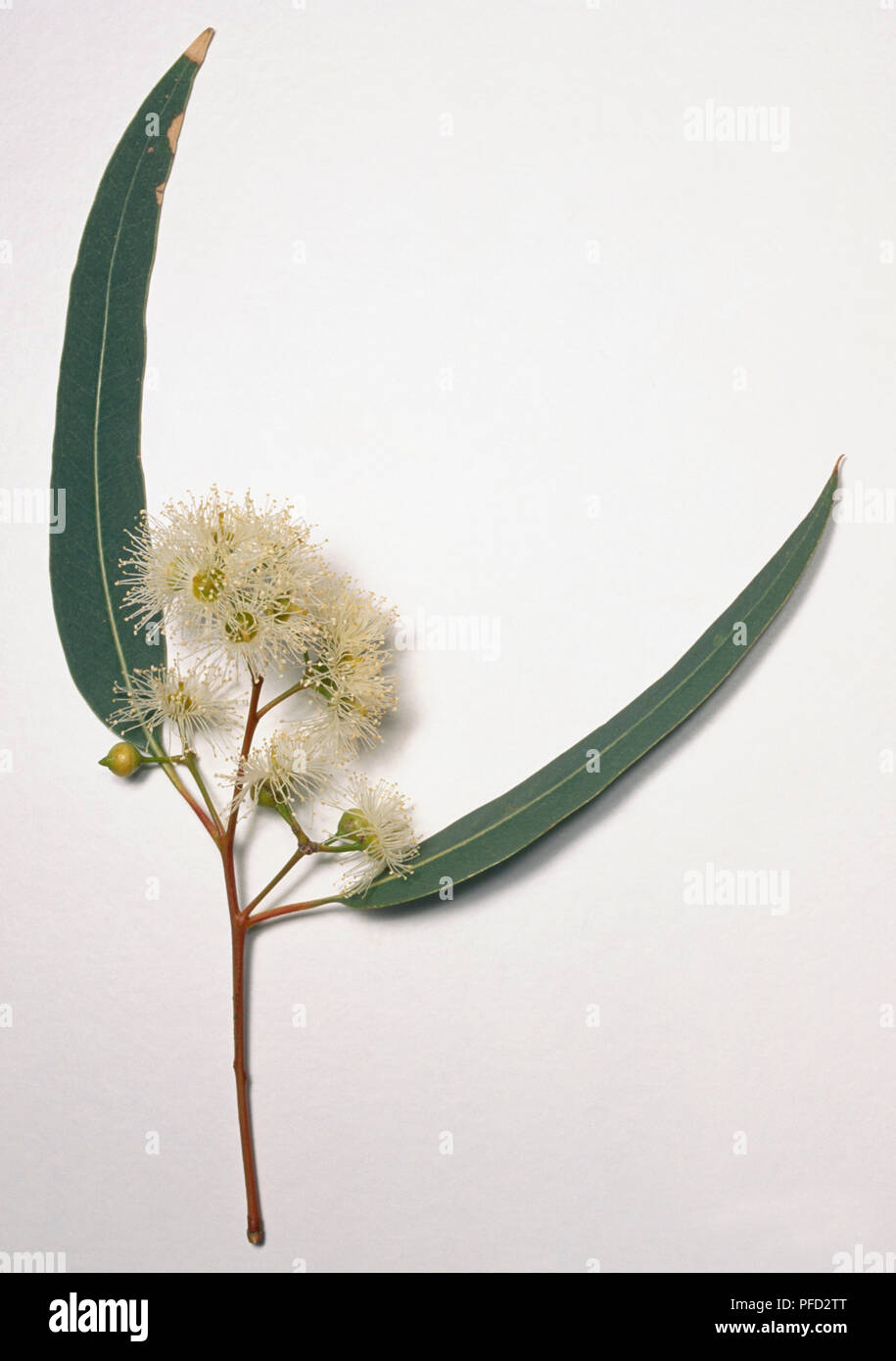 Eucalyptus camaldulensis, gomma rossa ramoscello con due lunghi verde-grigio di foglie e di un piccolo cluster di crema feathery stami in fiore. Foto Stock