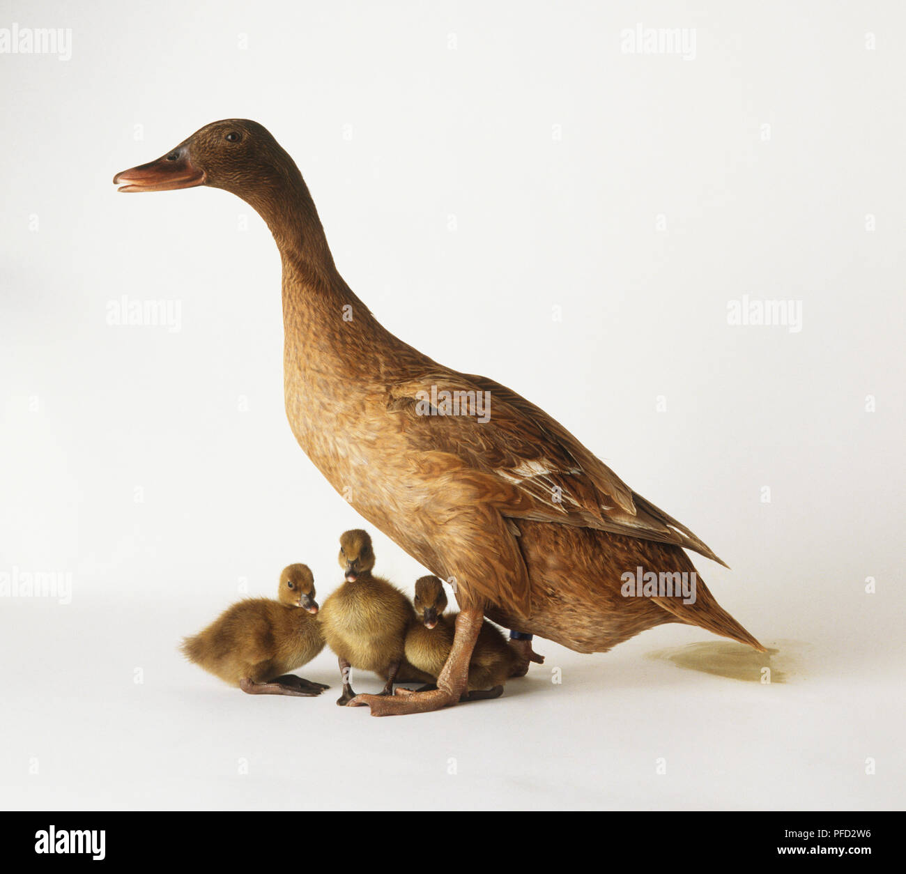 Un Kaki Campbell anatra con tre anatroccoli Foto Stock
