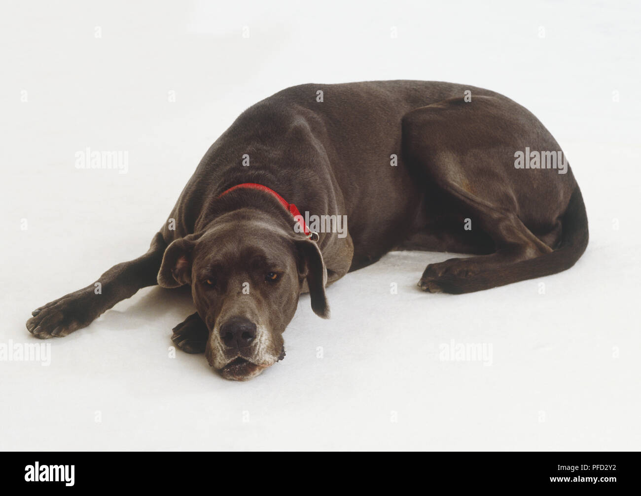 Alano (canis familiaris) sdraiato, mento sulla paw Foto Stock